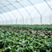 Mass agriculture - plants growing in polytunnel