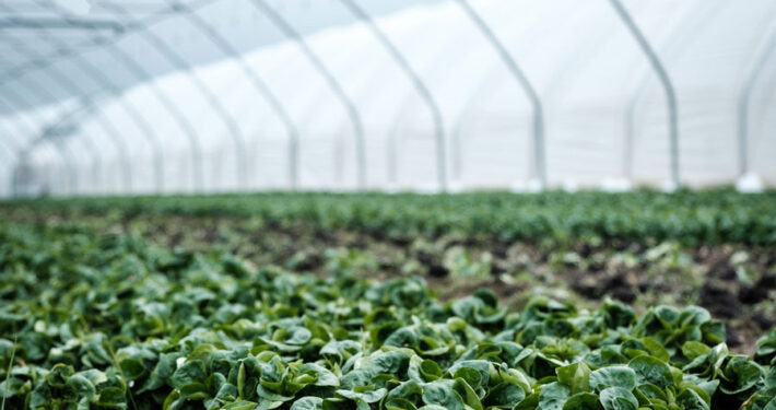 Mass agriculture - plants growing in polytunnel