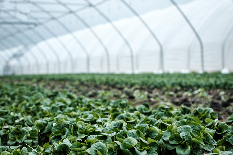 Mass agriculture - plants growing in polytunnel